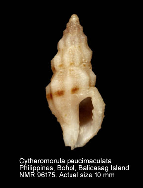 Cytharomorula paucimaculata.jpg - Cytharomorula paucimaculata (G.B.Sowerby,1903)